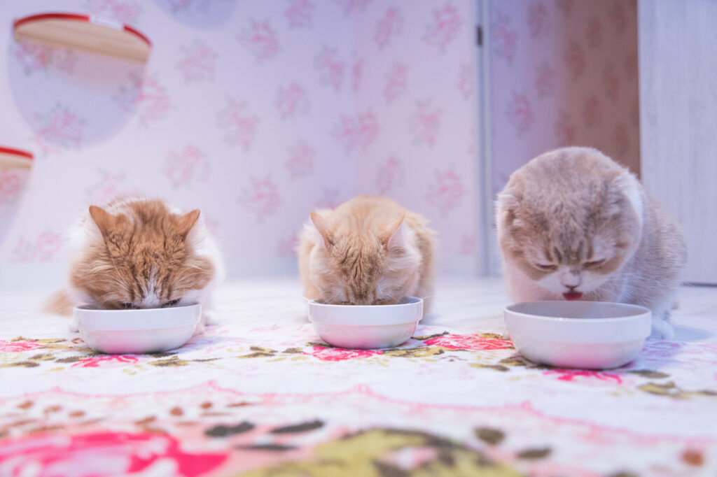 猫がご飯を食べている様子