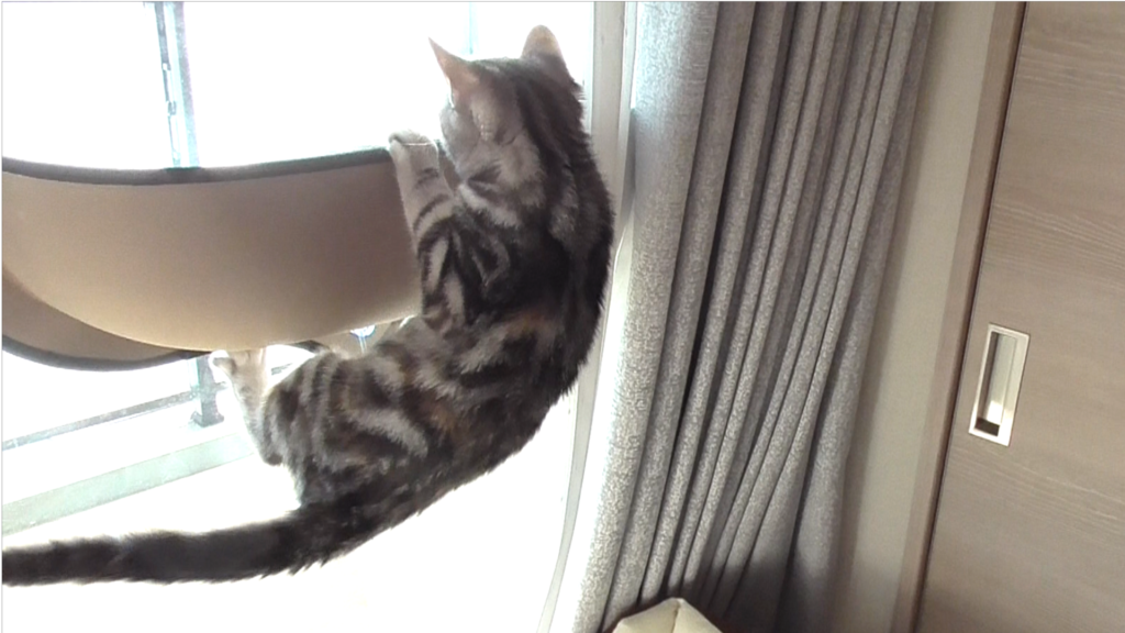 猫用ハンモックによじ登る猫
