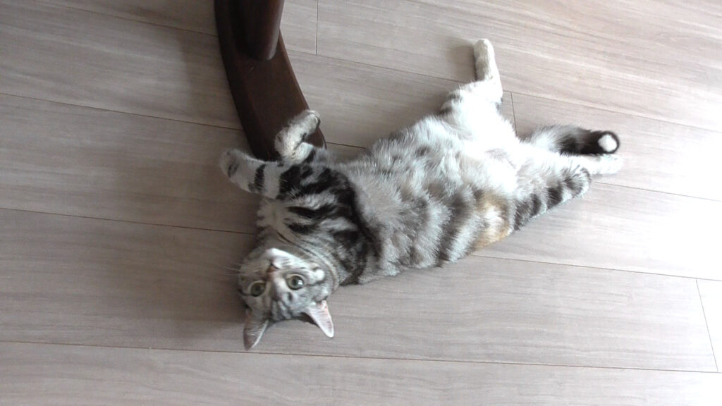 ちょうど良い体型の床に寝そべる猫