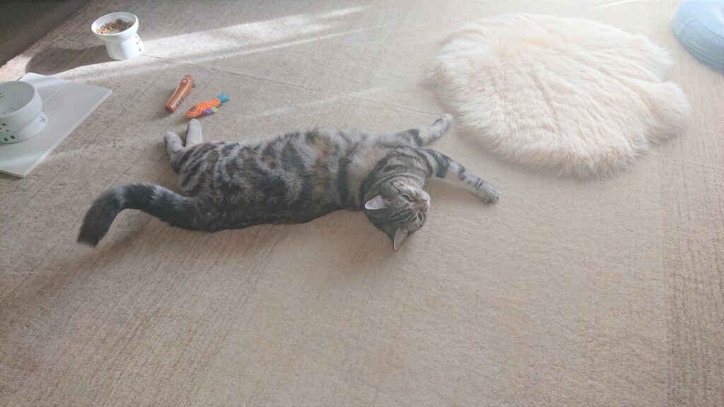 ウール素材のカーペットの上で寝ている猫