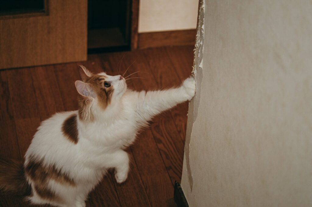 猫が壁をガリガリしている様子