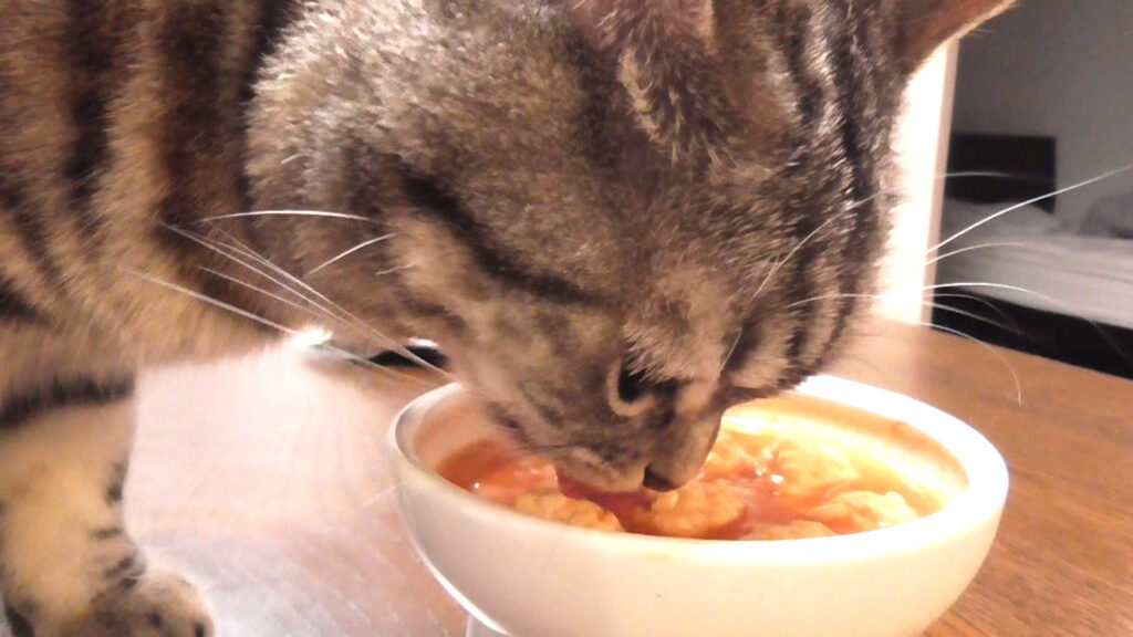 ミネストローネを食べる猫